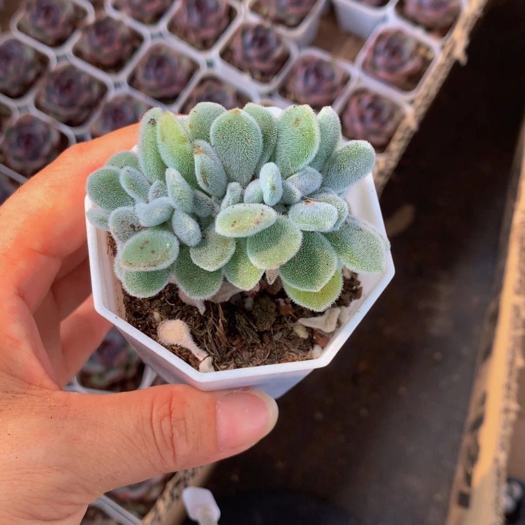 雪晃星（满9.99包邮不满9.99发叶子）