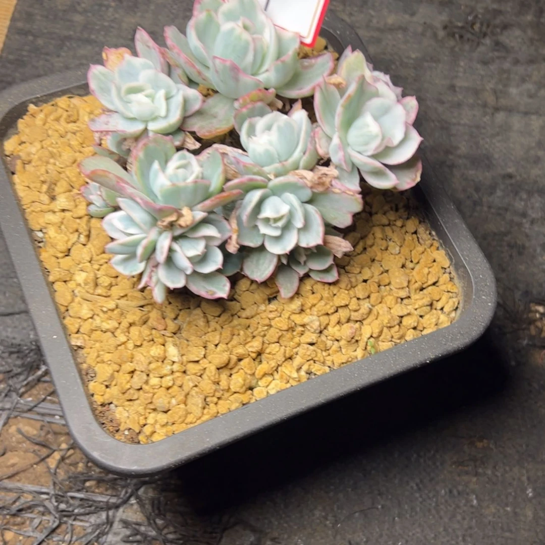 【闪购商品】1号伯克利锦多肉39.8