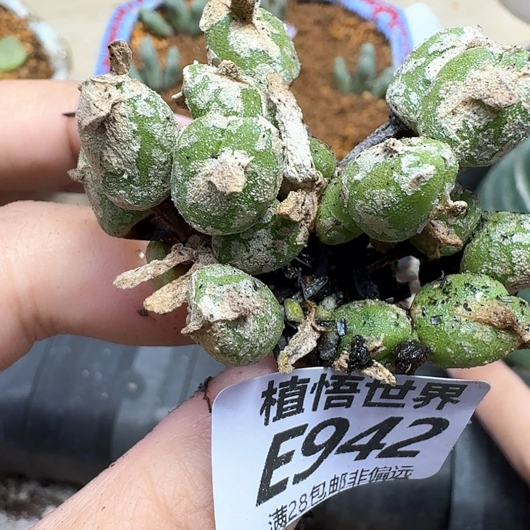 多肉植物的人生fbn