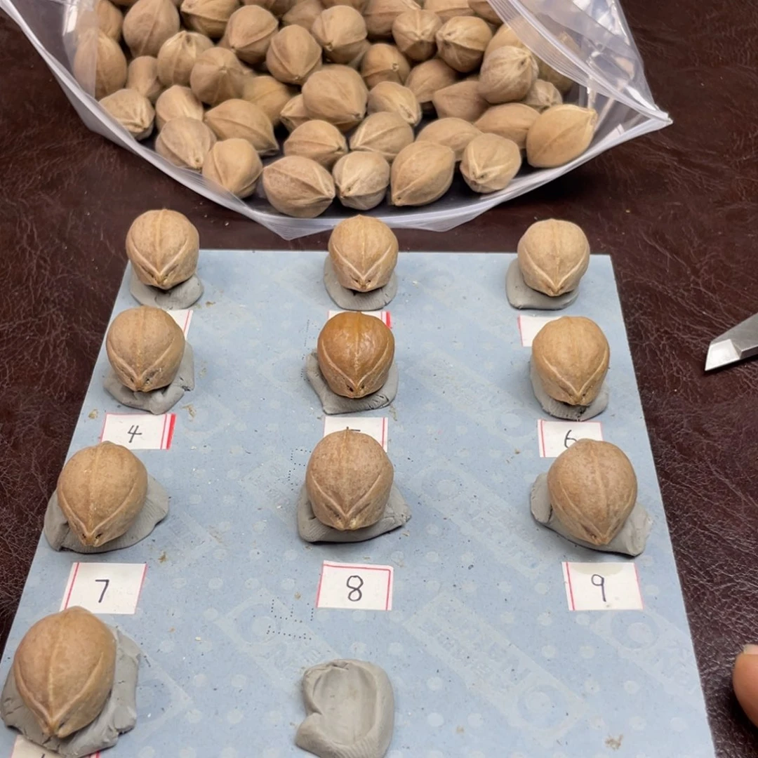 手串/手链橄榄核钢*19.25梅林铁核