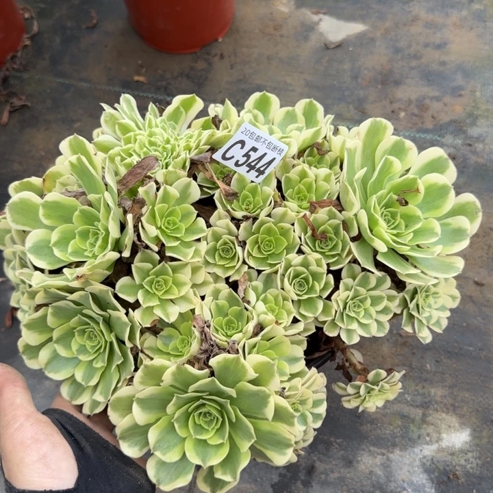 绿豆沙……多肉植物……