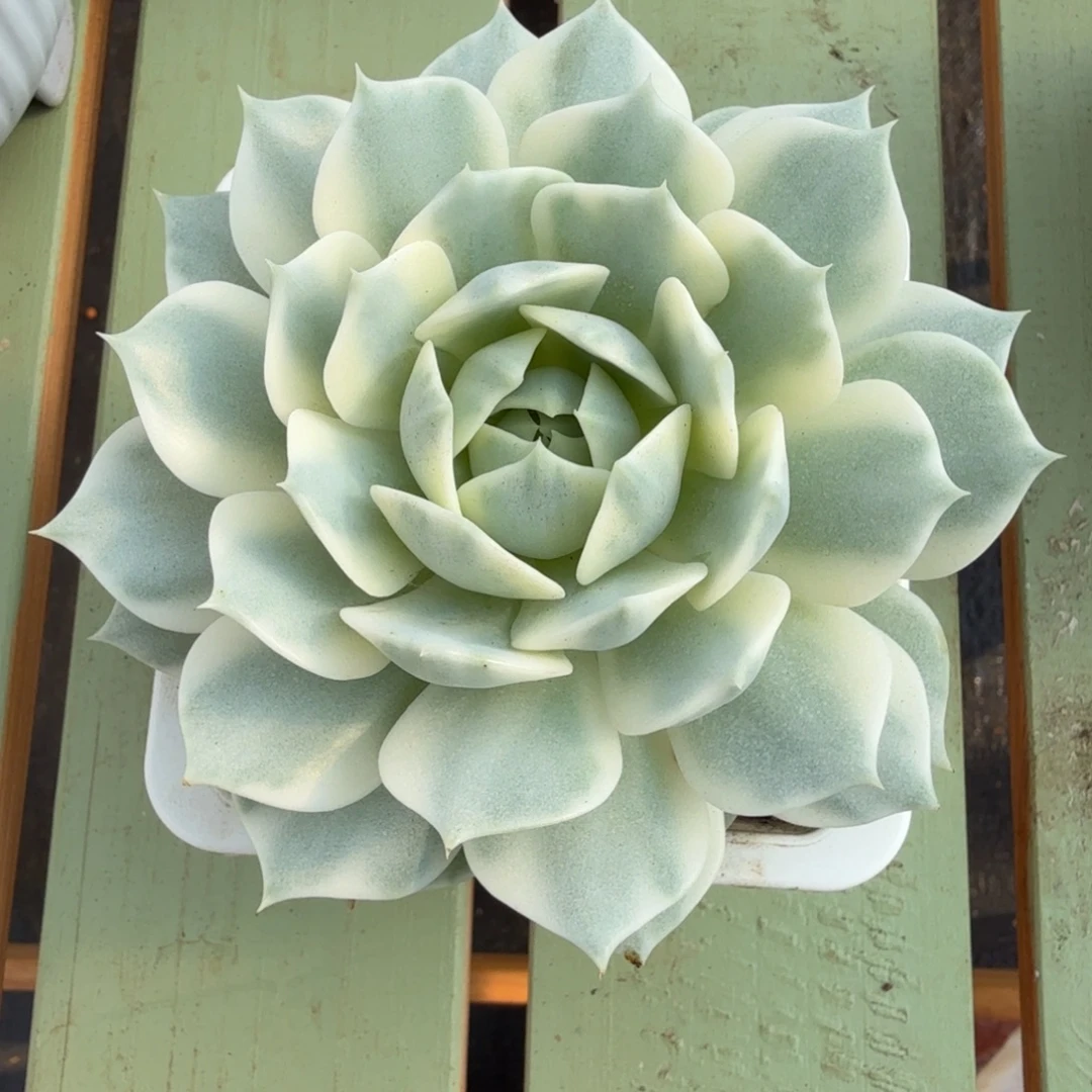 露娜莲锦锦上园艺一物一拍