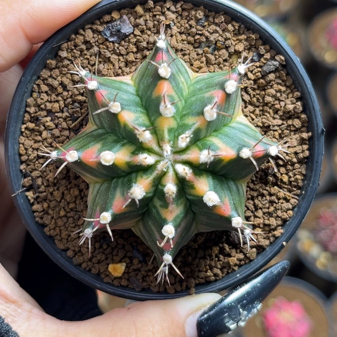 5.2cm侧牙米哈锦 带盆土发货