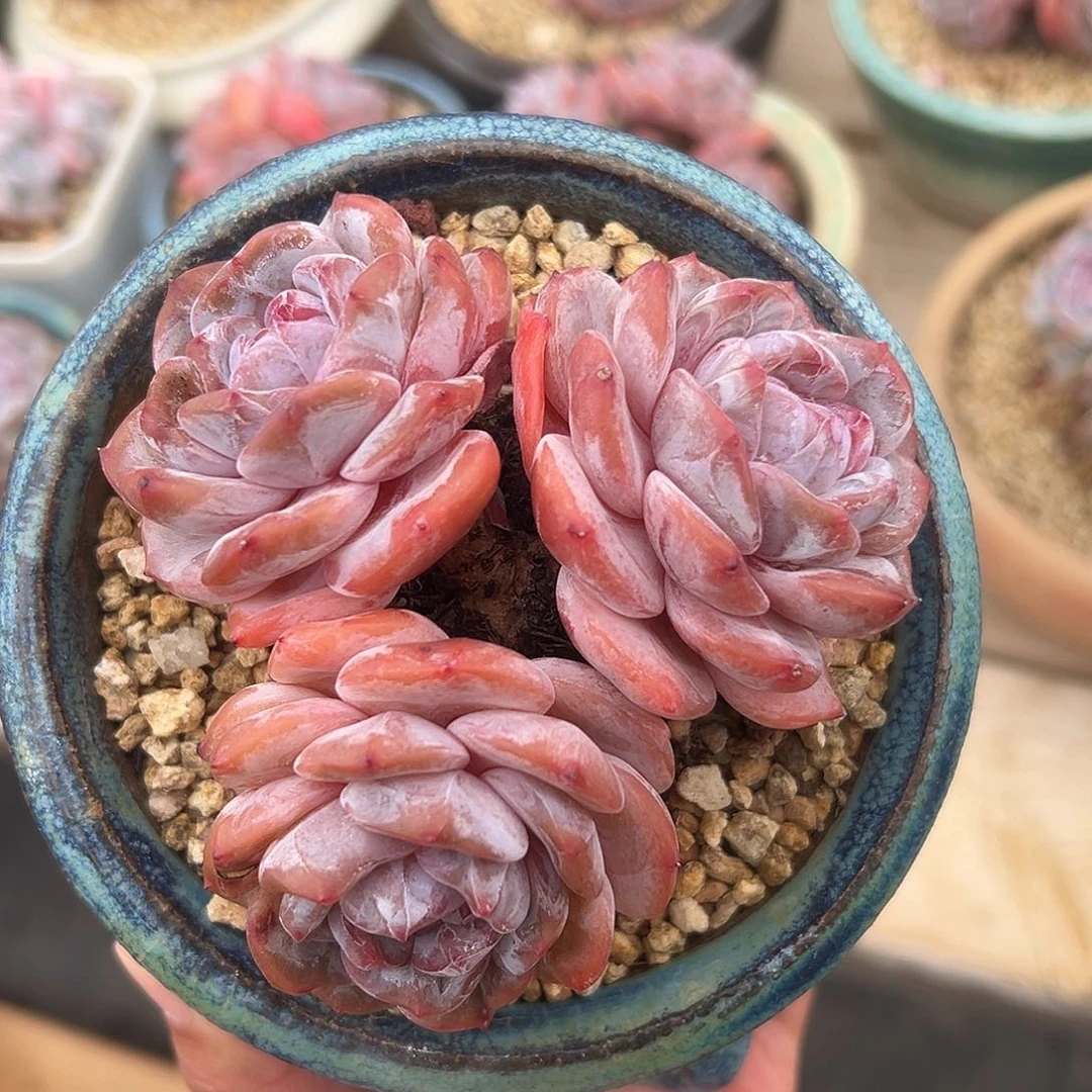 3头包脸哈哈哈哈哈哈哈