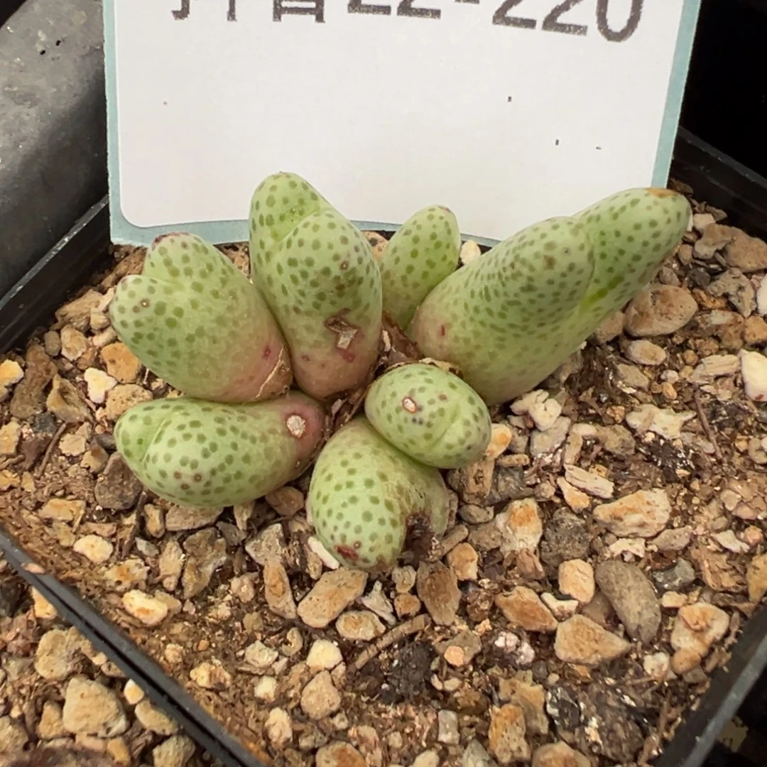 22-220 955d斑马多肉植物