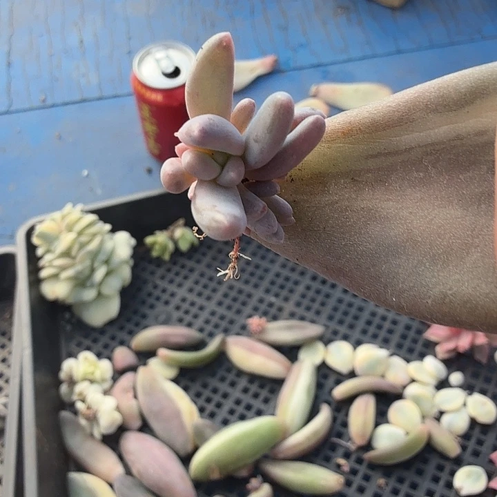 紫丽殿锦多肉锦植物