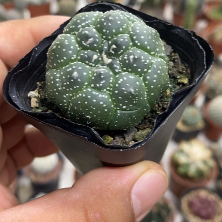 龟甲兜特价福利实生