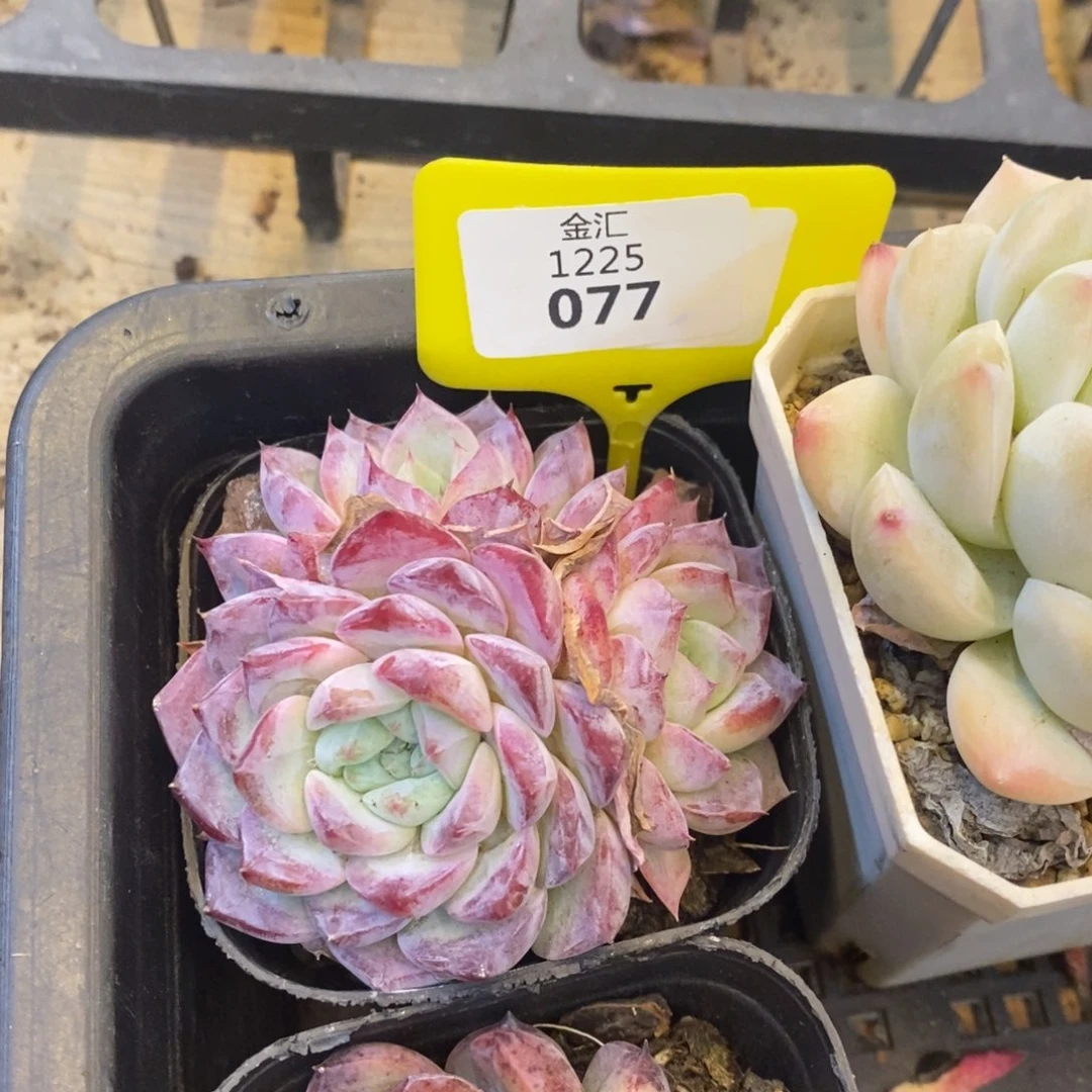 福利多多。1225077