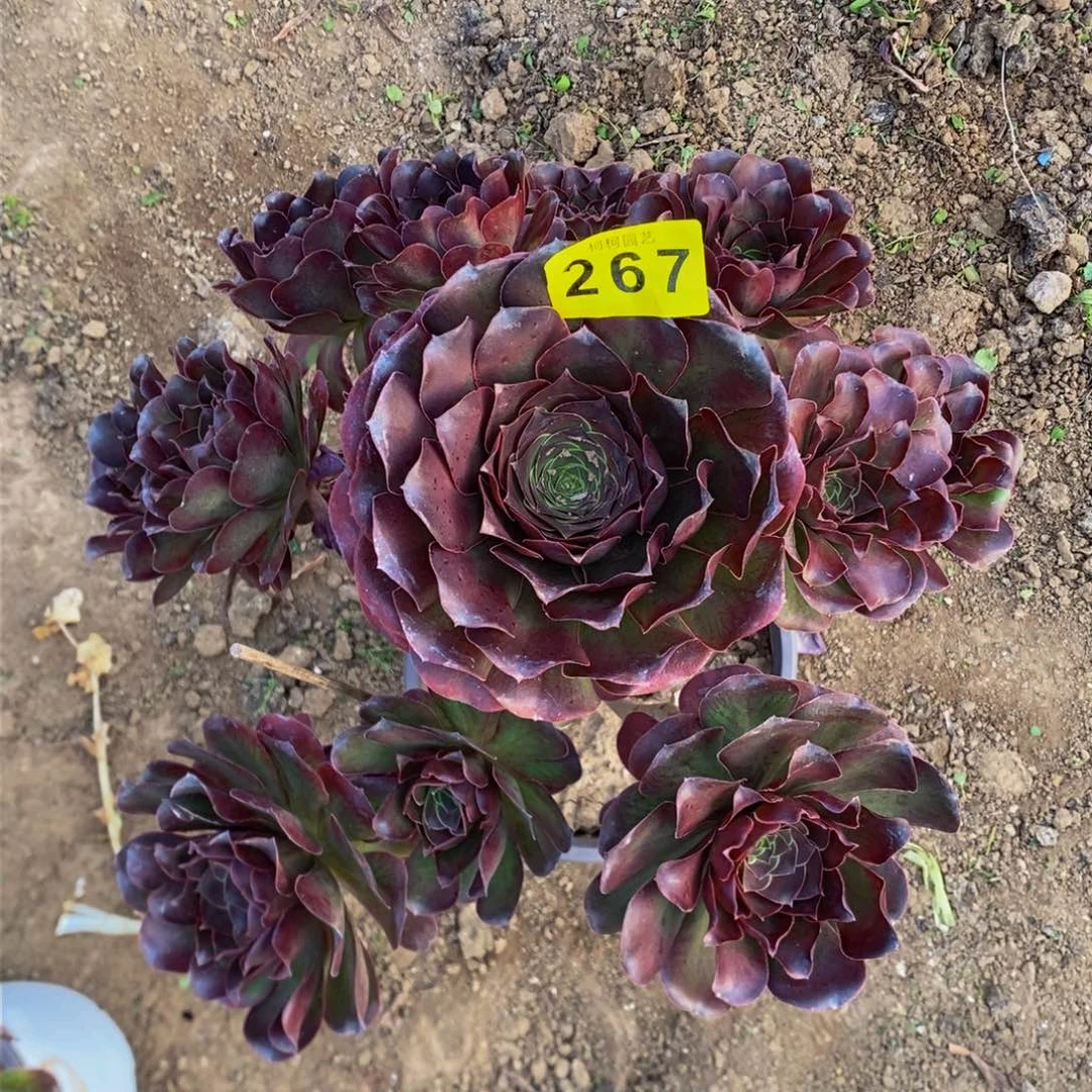 你****么多肉0000267美金玫瑰