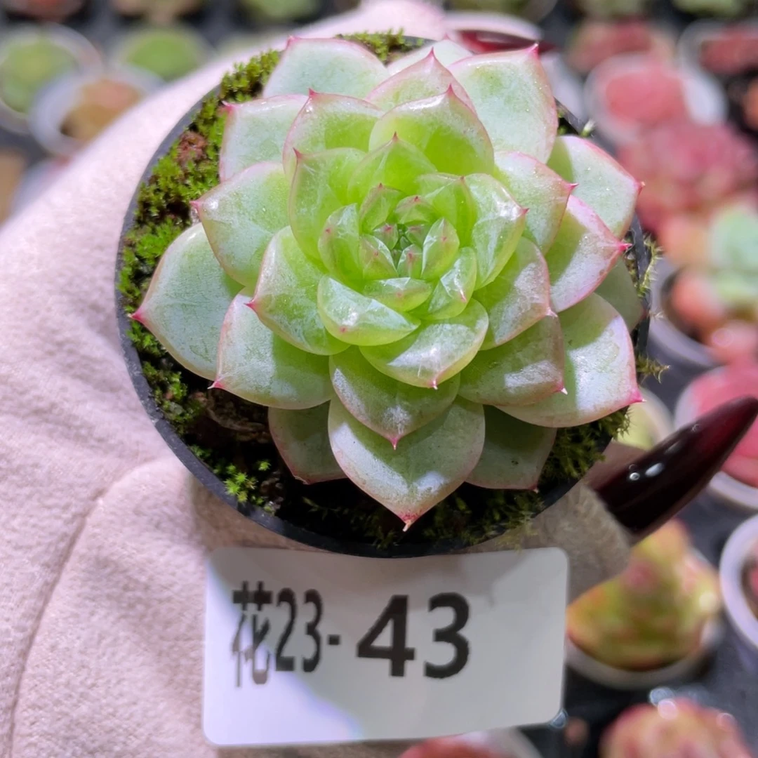 花利美23-43新品珍妮