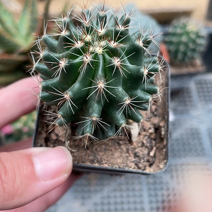 763绿花龙王xrq 植物
