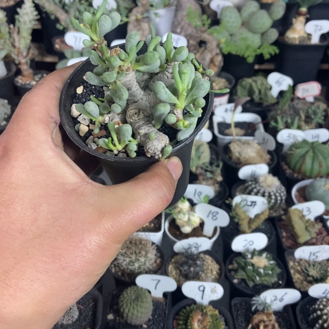 卡拉菲后盾菊一个