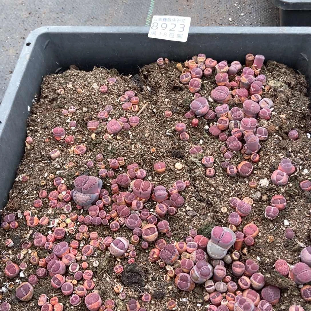 8923紫色一筐带土不带盆微瑕