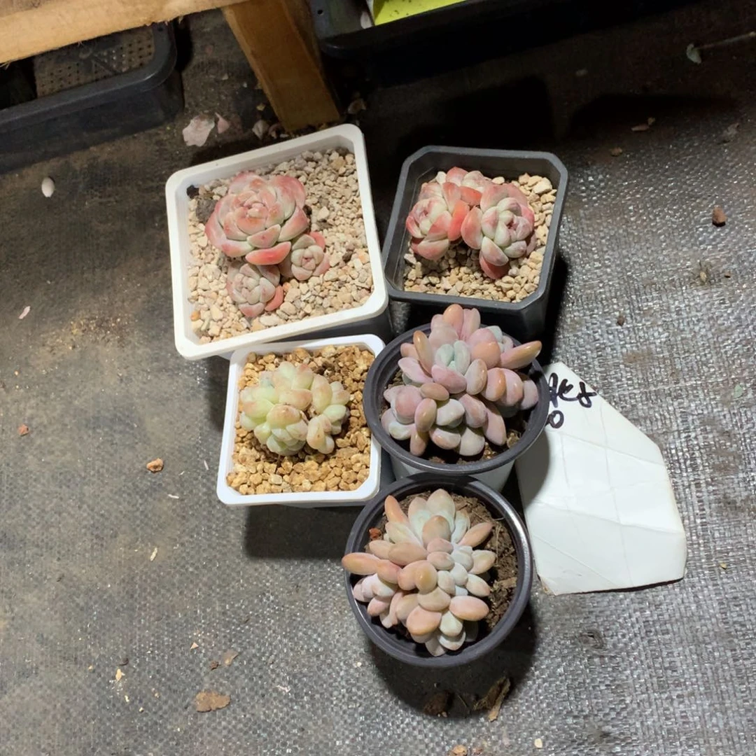 多肉植物多肉植物