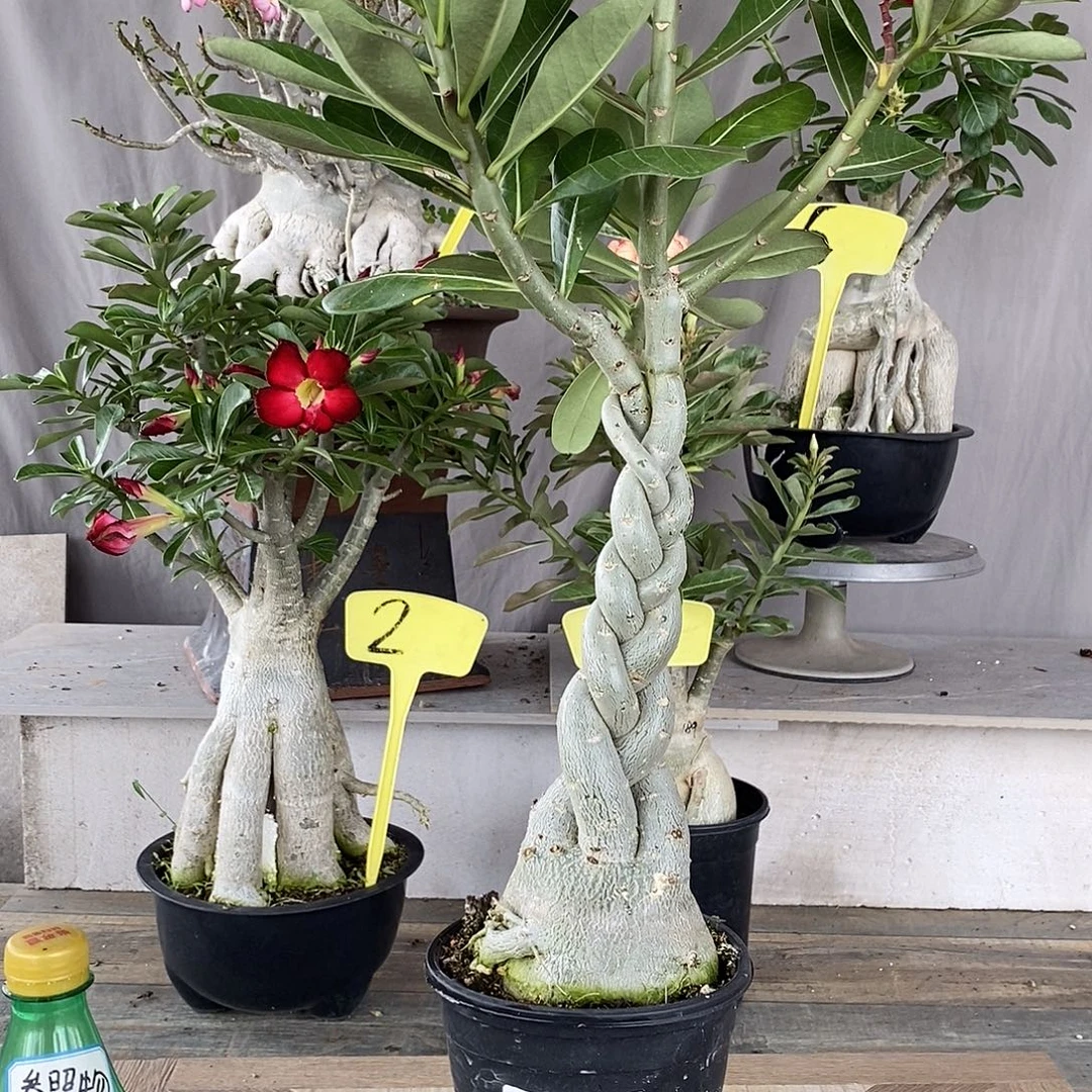 完全开放658原生麻花辫