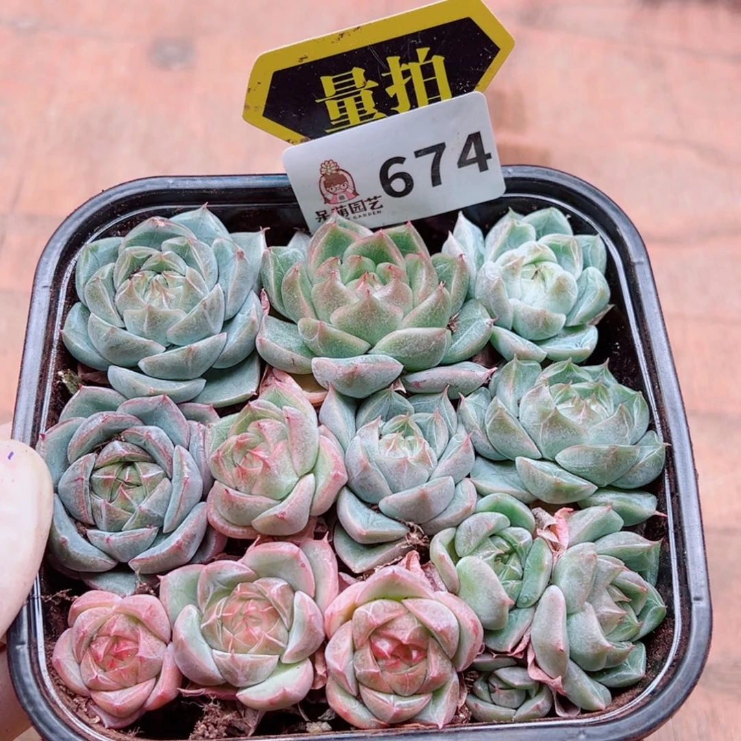 多肉植物多肉植物