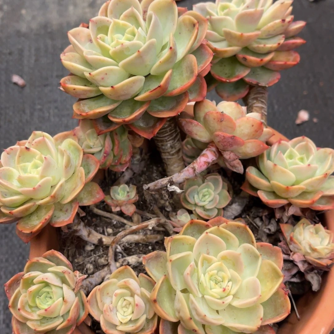 Z***373738383865565335