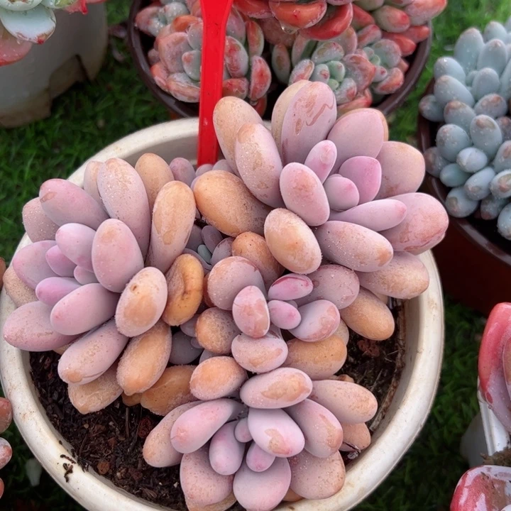 281桃蛋平平安安健健康康