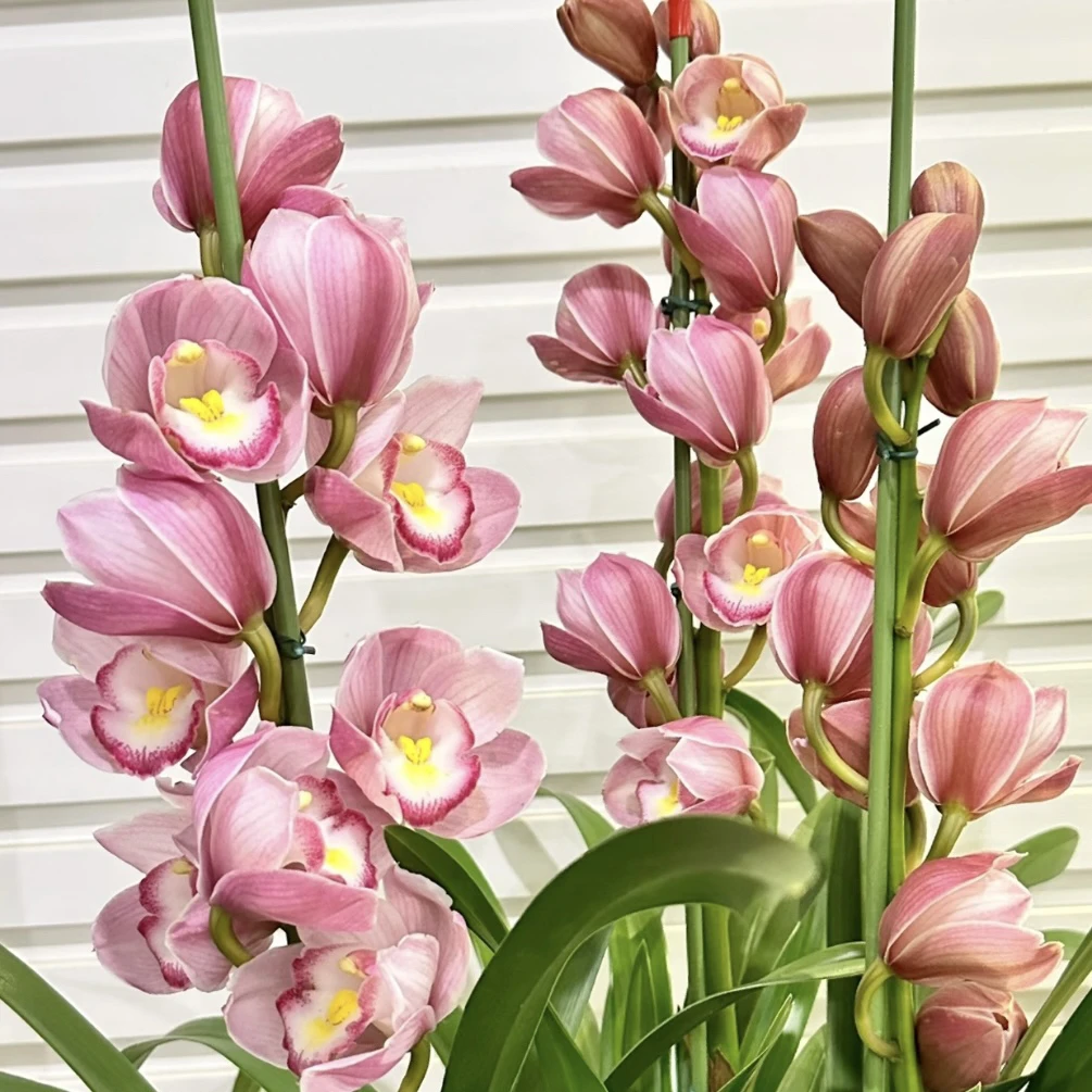 《朝阳》  3支  粉色落地款高端大花室内 年宵花 大花蕙兰养护简单