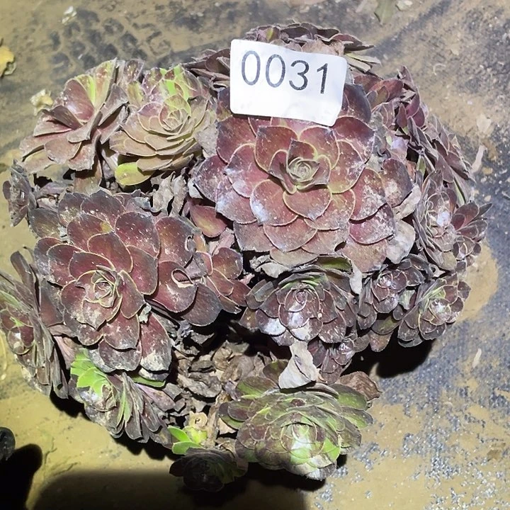 多肉植物法师31花月夜