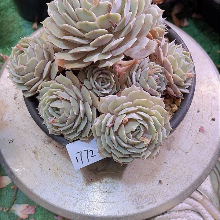 竹**雪1772露那林多肉