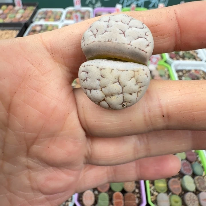 特价189 有疤 脱土