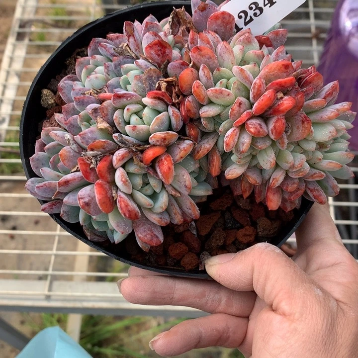 12340嗯嗯嗯嗯嗯嗯全明星嗯嗯嗯好