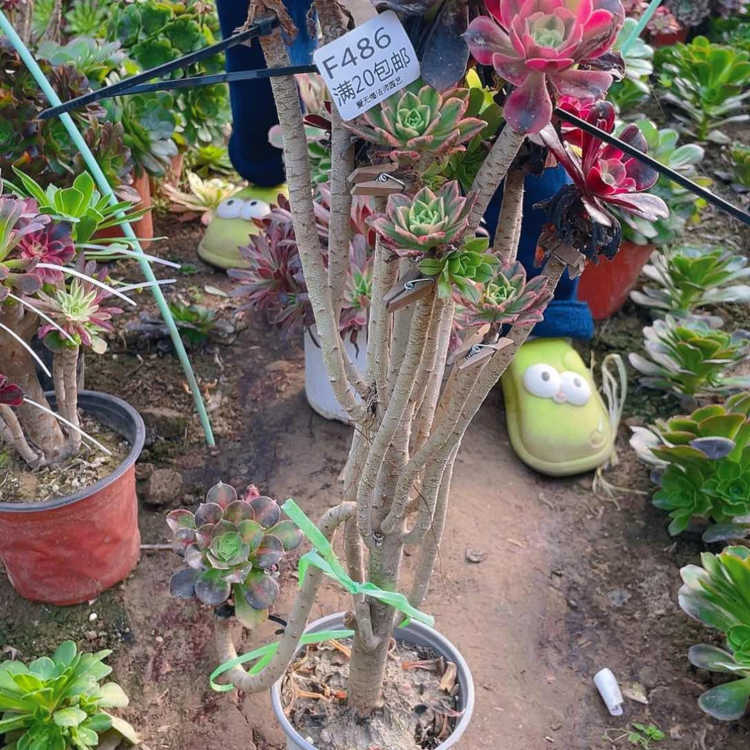 ?****y486嫁接多肉法师有伤