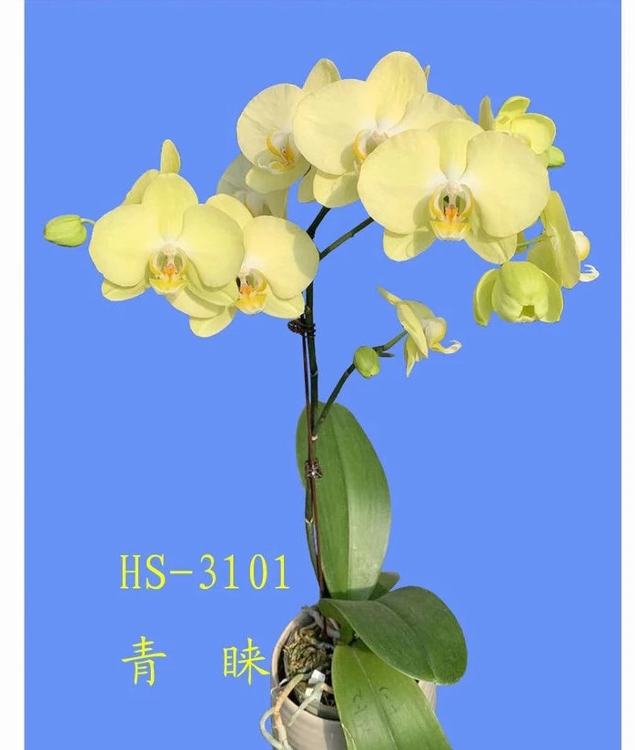 蝴蝶兰青睐3.5寸苗1株