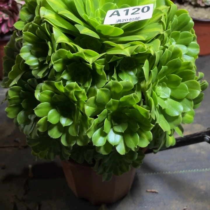 瑞妈，，，，。。，120翡翠琉璃，