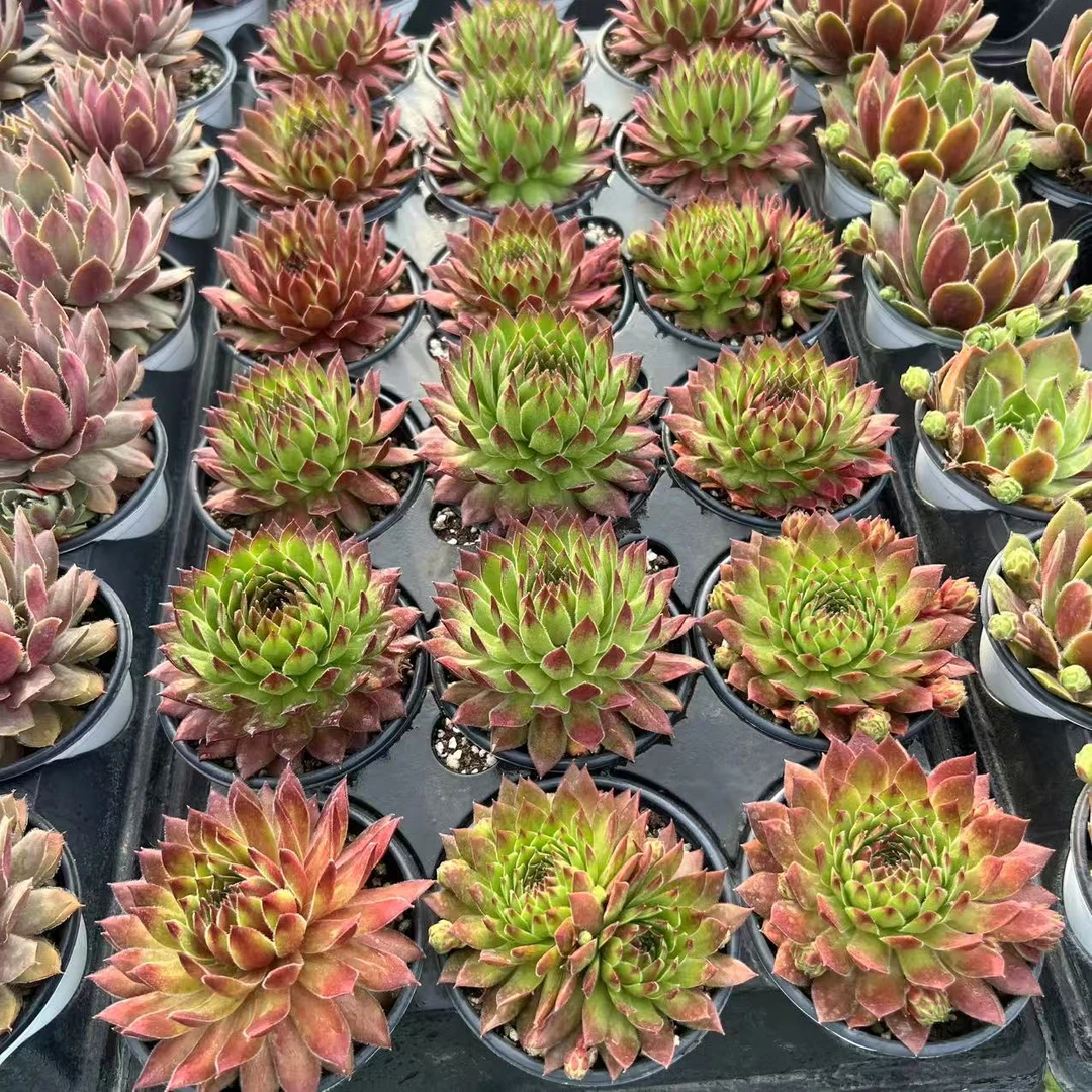 9厘米盆 大头 麦克斯 大型品种 带盆栽好发货