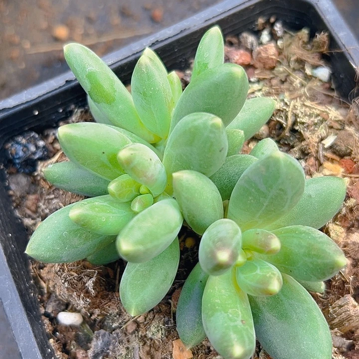 X系美人特价3头特