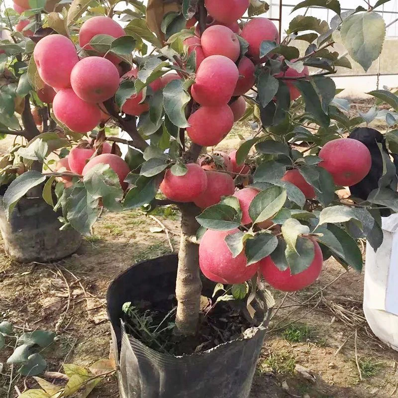盆栽冰糖心苹果鸡心果树苗盆栽当年结果南方北方室内阳台种植