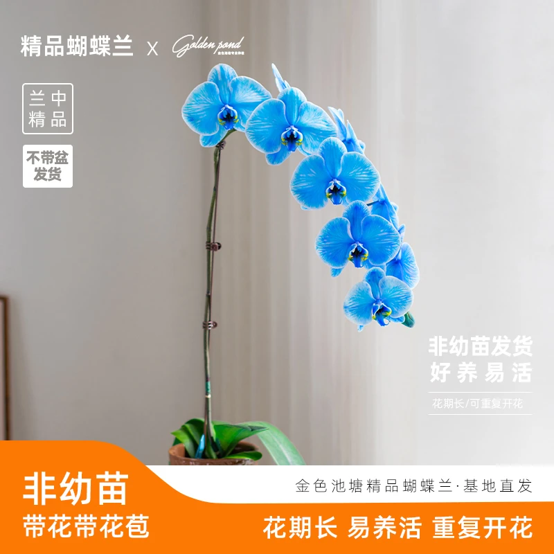 精品鲜花蝴蝶兰【马卡龙V】超大花 室内带花稀有绿植花卉