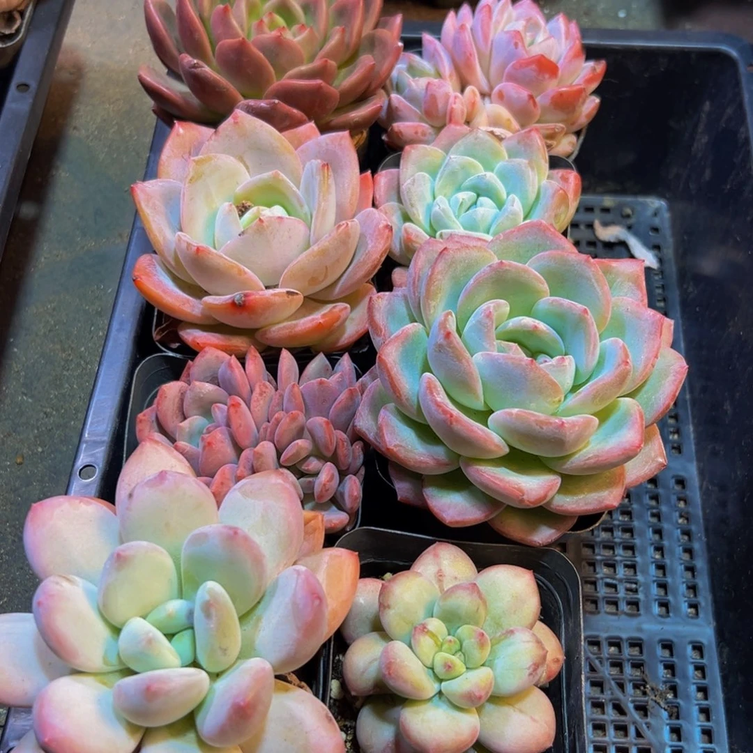 894多肉植物和植物在这里