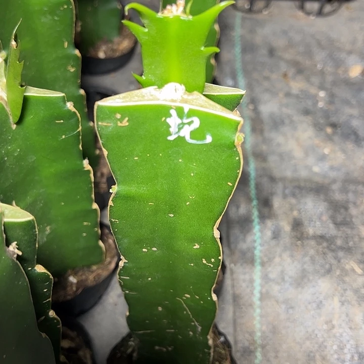 蛇蝎美人嫁接单片小苗一颗60