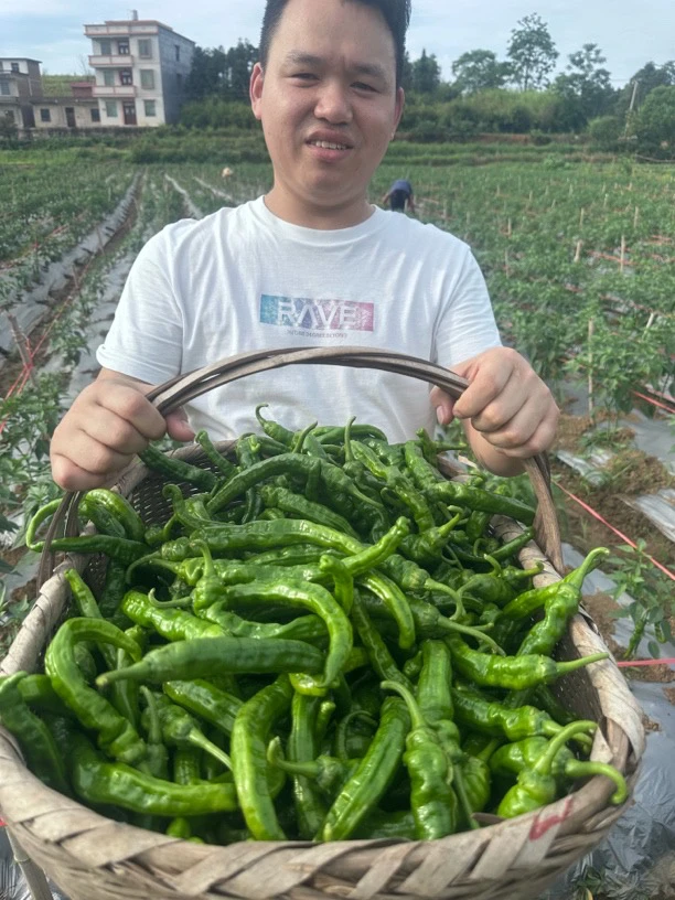 湖南本地辣椒 特辣香辣薄皮软香辣辣椒土辣椒新鲜皱皮辣椒新鲜