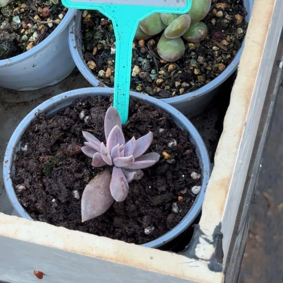 多肉植物战神美人330