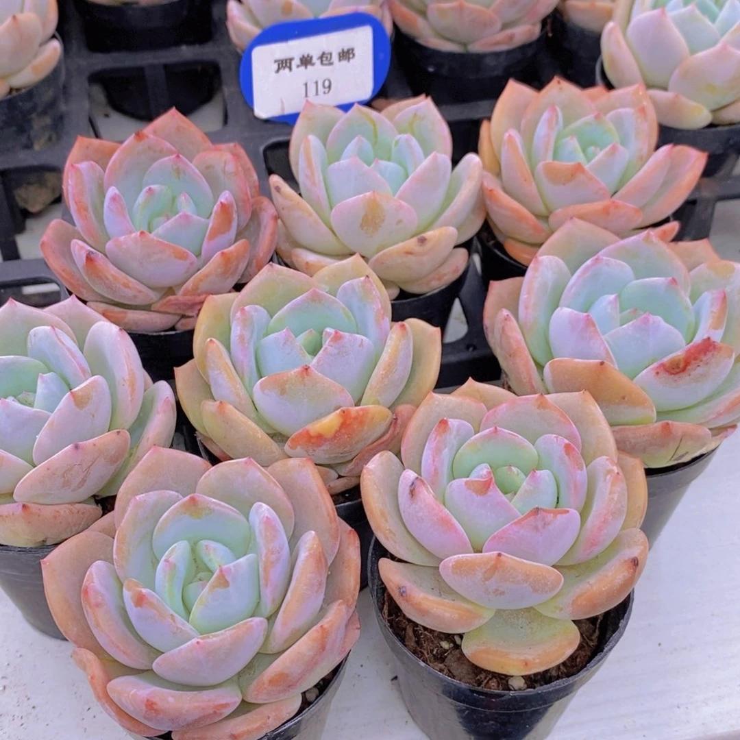 119-Z精品奶油凤橙单头一个