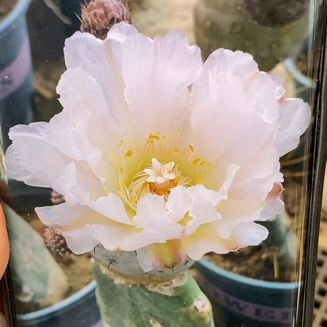 希之野侧芽4公分以上