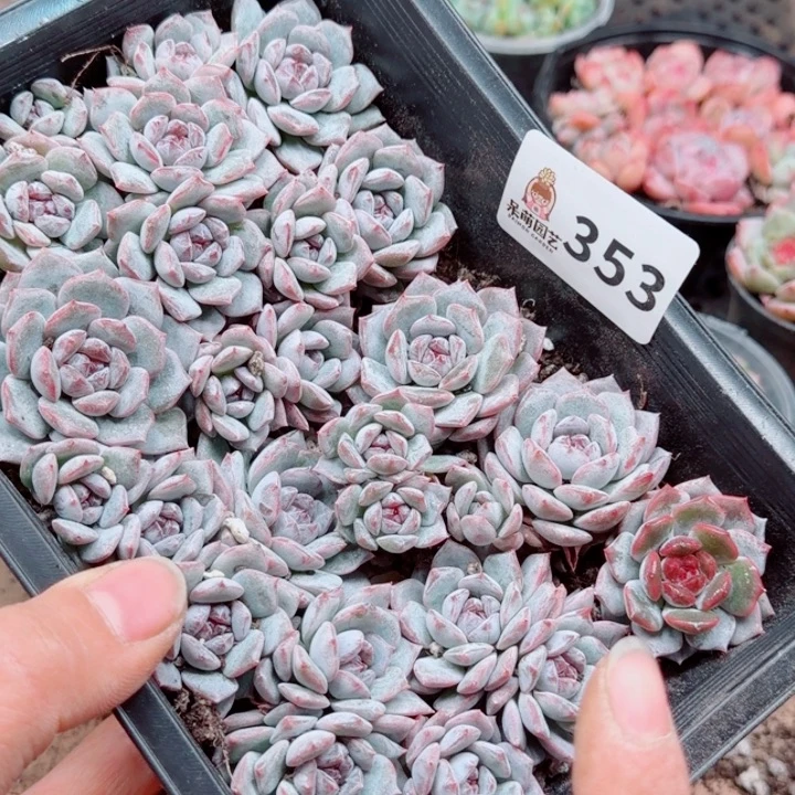 花***轩多肉植物多肉植物