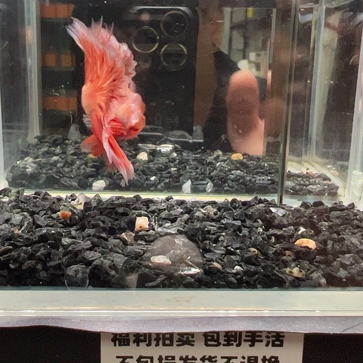 斗鱼竞拍跑单拉黑27日39