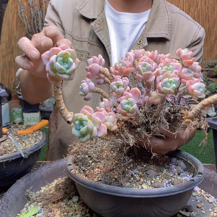 c***n284号桃酥多肉植物