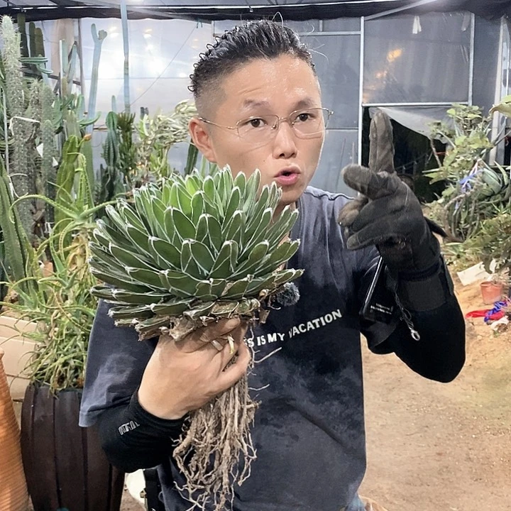 25公分丸叶屉之雪