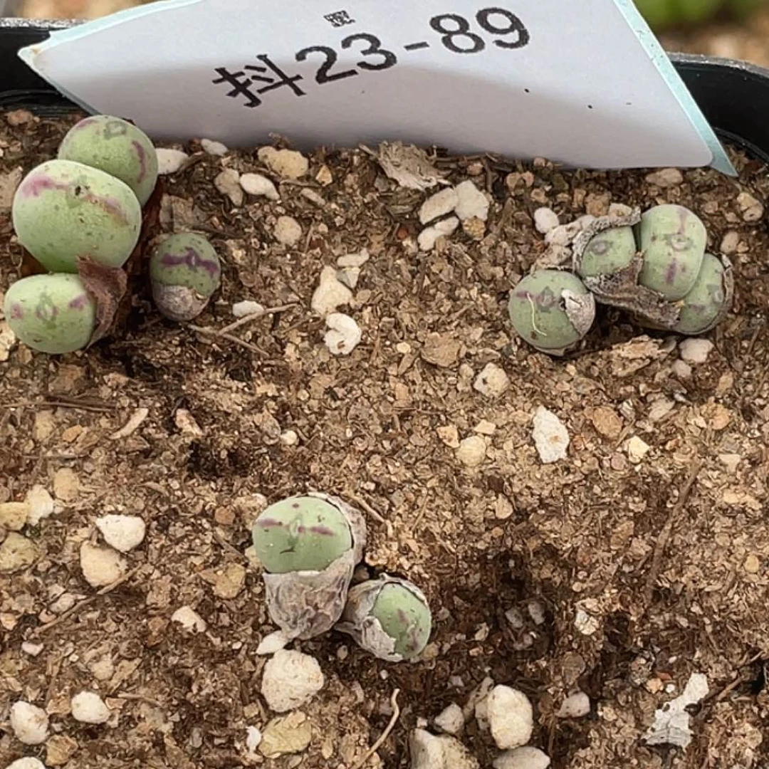 23-89口迪多肉植物