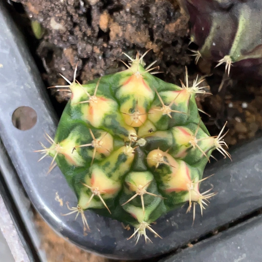 无花朵泰系神品侧，虎斑三角V锦
