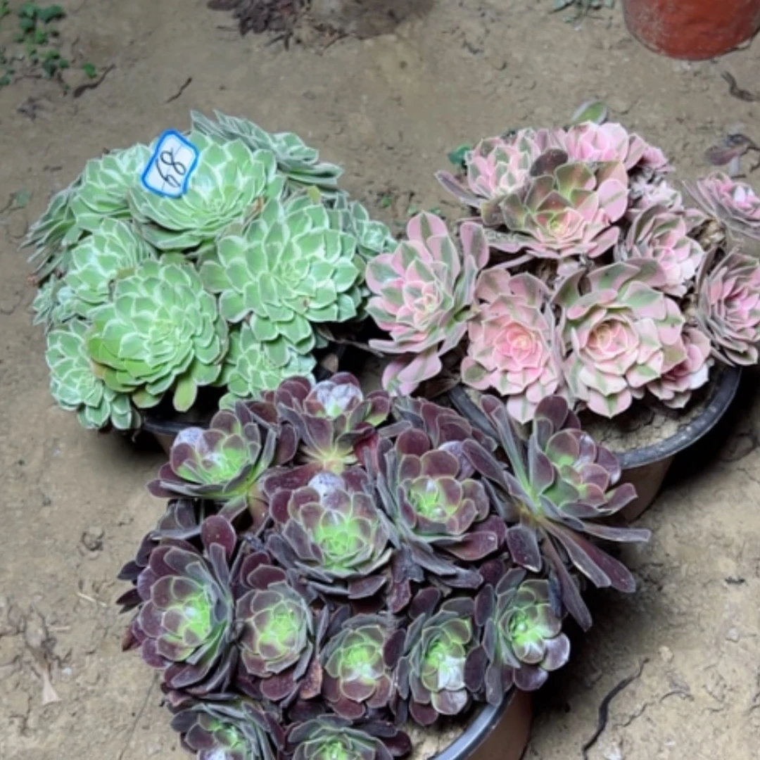 【闪购商品】断枝不包68