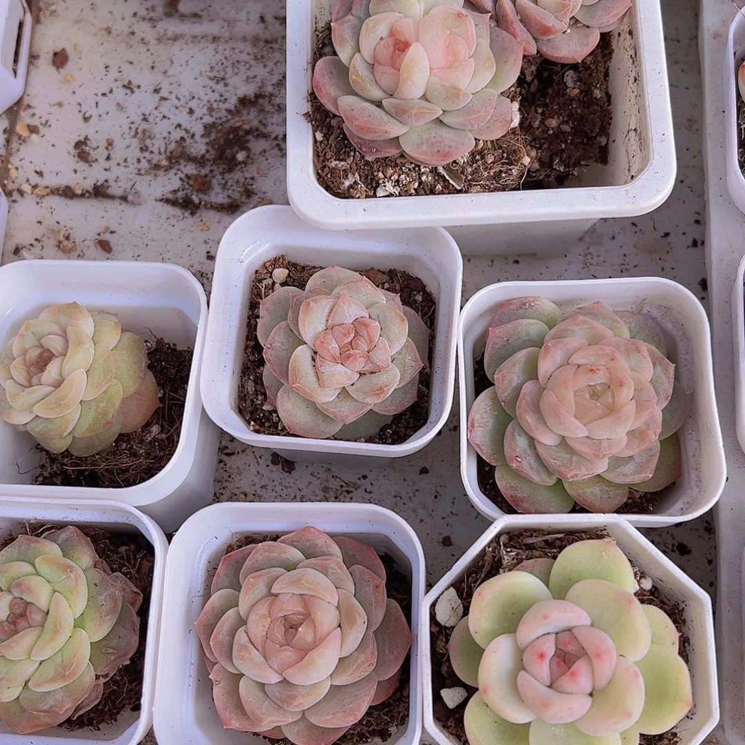 冰心组合6盆19包邮dr