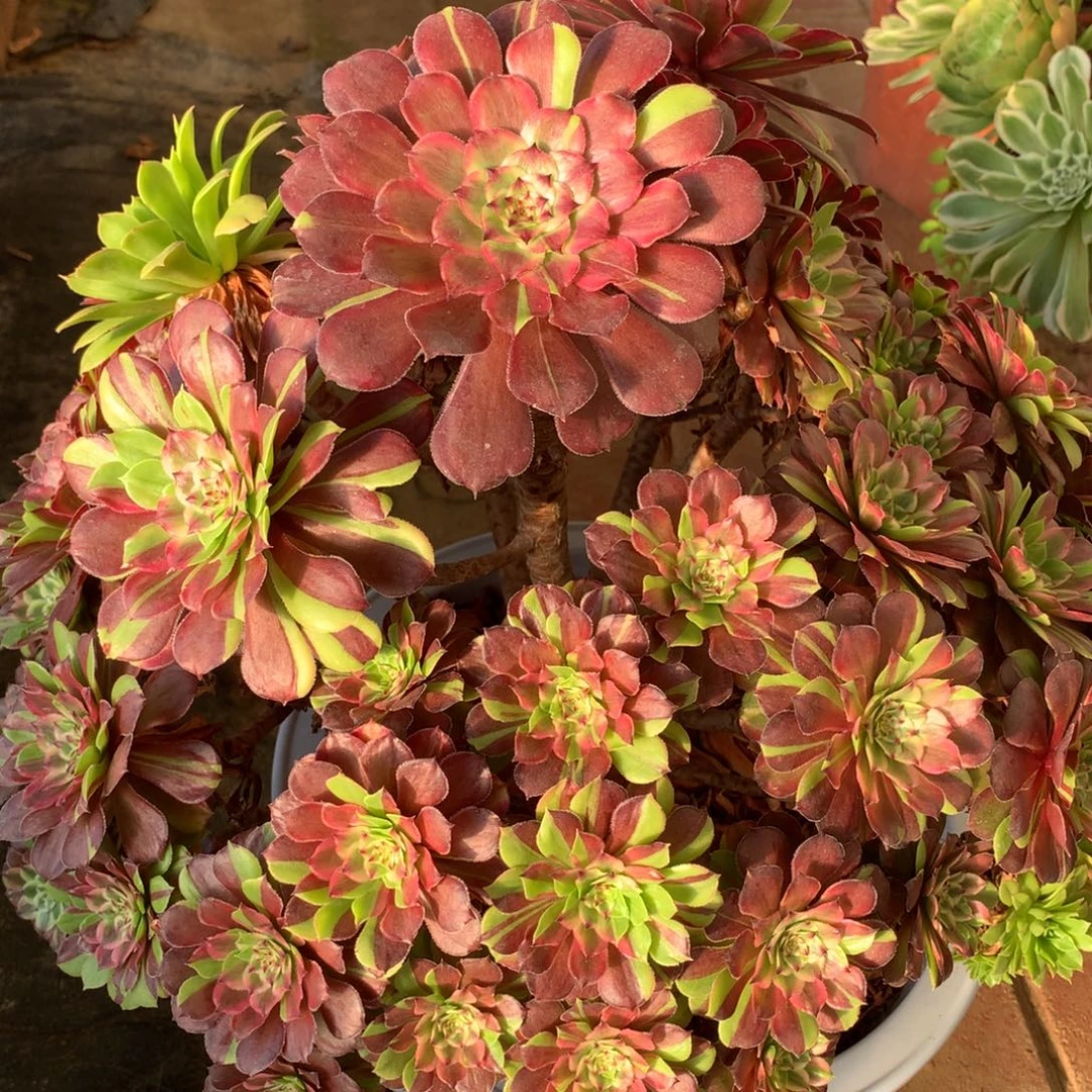 花脸粉黛，不包掉朵