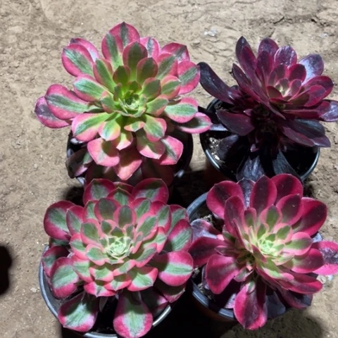 540多肉植物组合